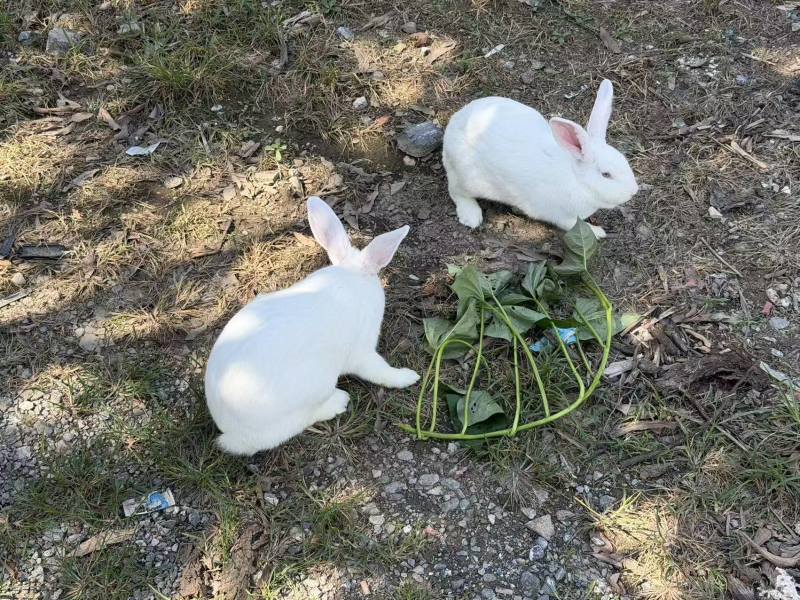 商品兔，肉兔产地养殖直发，伊拉克兔，多种品种，可宰杀。