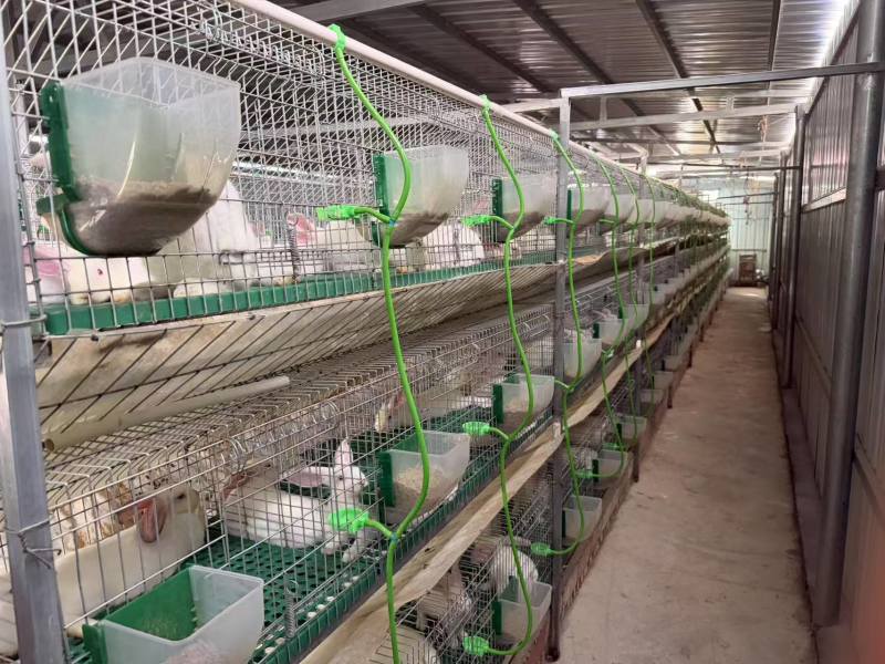 商品兔，肉兔产地养殖直发，伊拉克兔，多种品种，可宰杀。