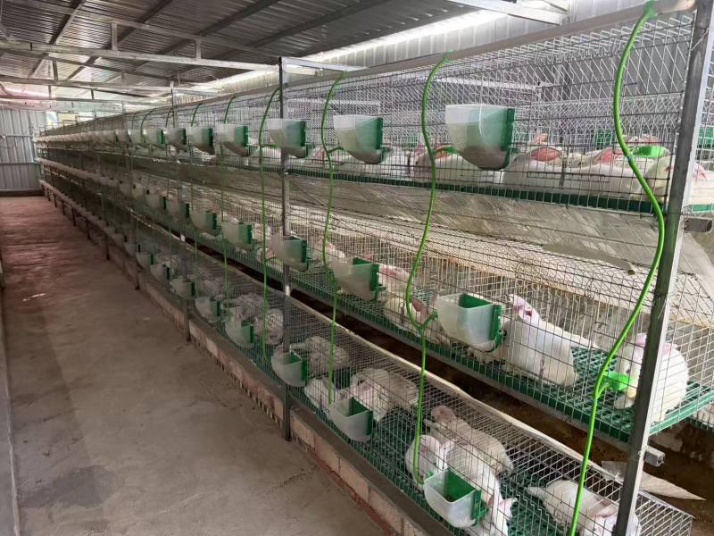 商品兔，肉兔产地养殖直发，伊拉克兔，多种品种，可宰杀。