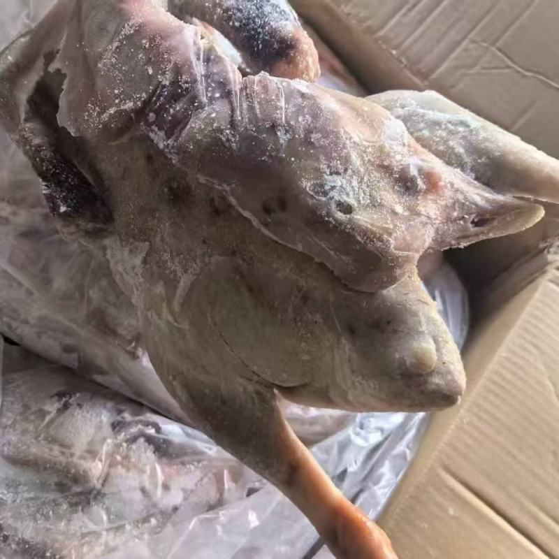 200天的老鹅