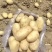 湖北黄心土豆沃土5号实验1号大量上市，一手货源量大从优