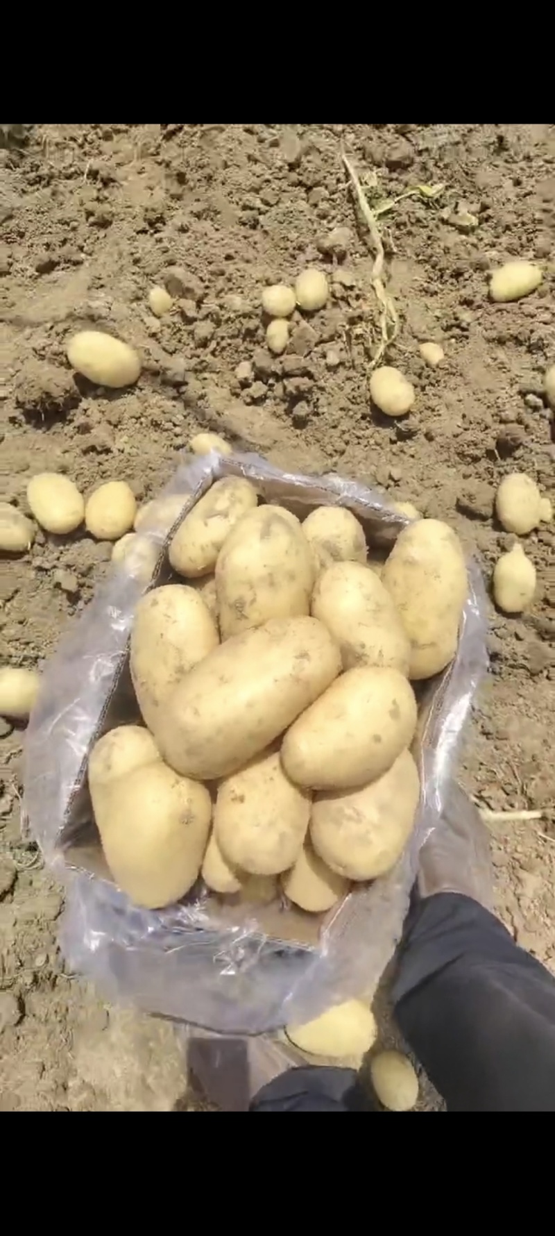 湖北黄心土豆沃土5号实验1号大量上市，一手货源量大从优