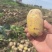 湖北黄心土豆沃土5号实验1号大量上市，一手货源量大从优