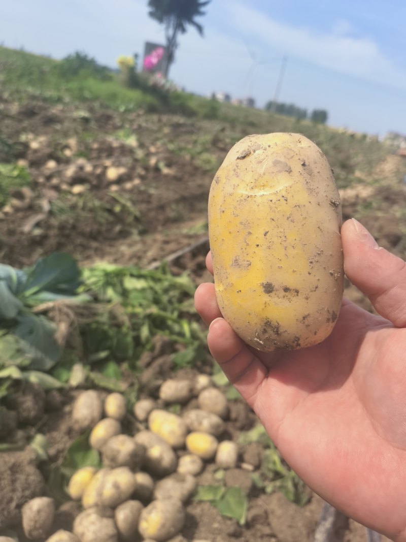 湖北黄心土豆沃土5号实验1号大量上市，一手货源量大从优
