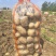 湖北黄心土豆沃土5号实验1号大量上市，一手货源量大从优