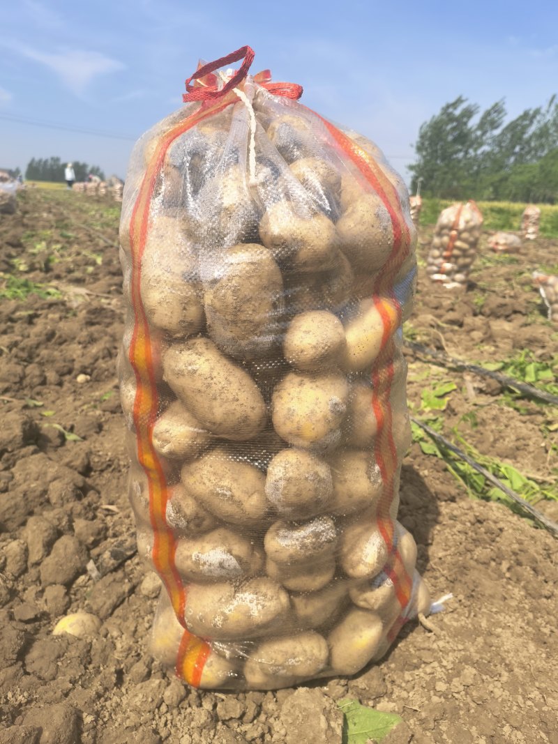 湖北黄心土豆沃土5号实验1号大量上市，一手货源量大从优