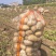 湖北黄心土豆沃土5号实验1号大量上市，一手货源量大从优