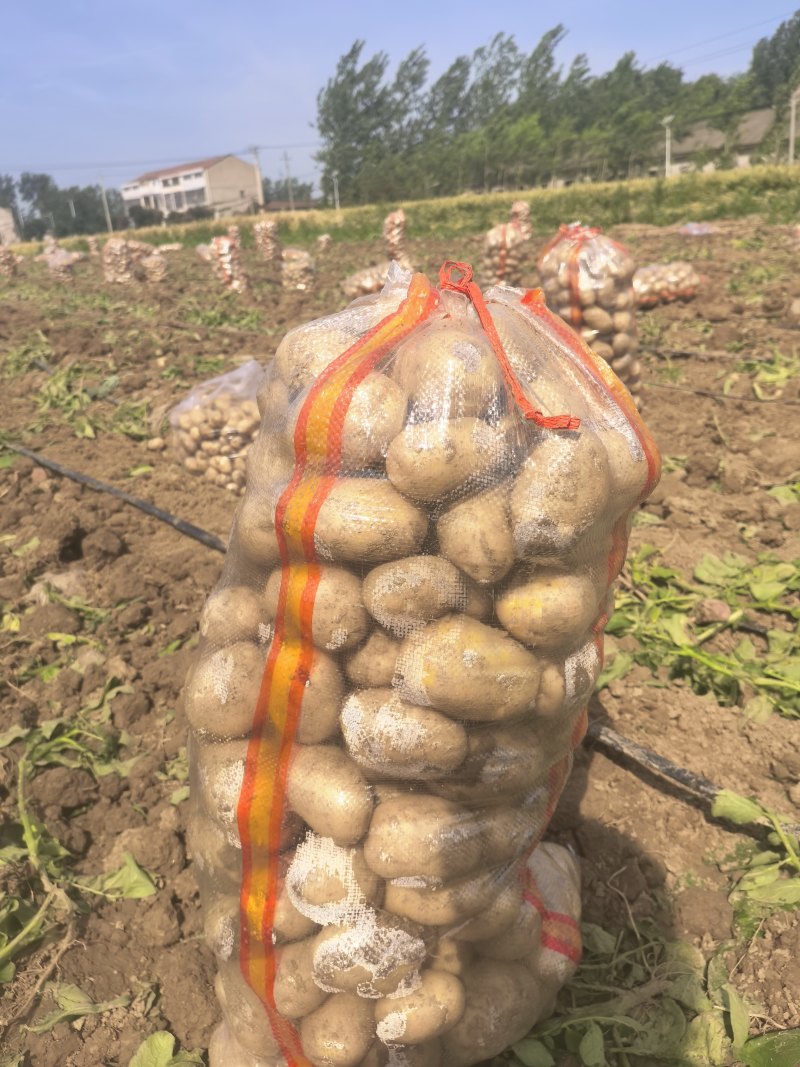 湖北黄心土豆沃土5号实验1号大量上市，一手货源量大从优