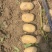 湖北黄心土豆沃土5号实验1号大量上市，一手货源量大从优