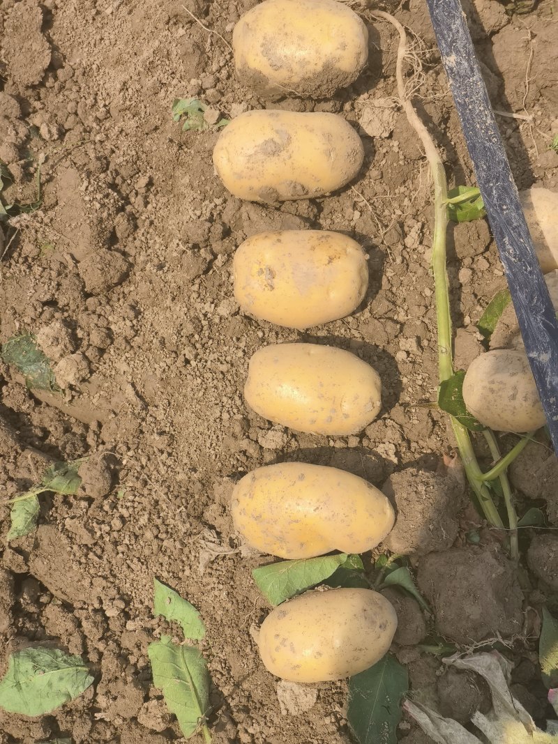 湖北黄心土豆沃土5号实验1号大量上市，一手货源量大从优
