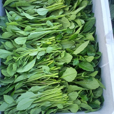 漳州片仔癀草，又名（白凤菜）