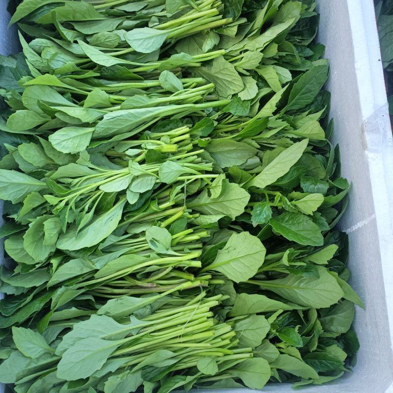 漳州片仔癀草，又名（白凤菜）