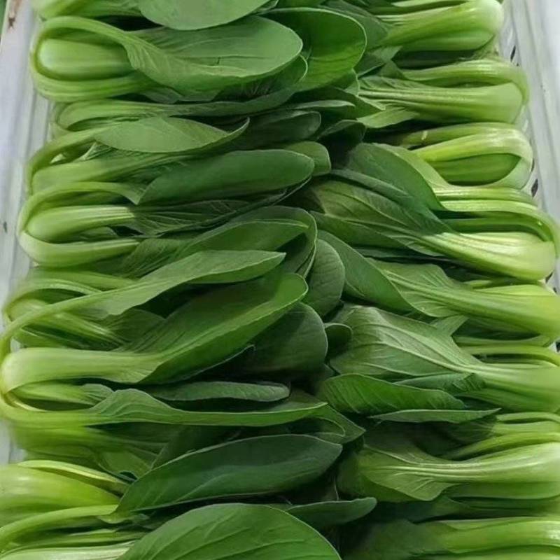 精品小油菜