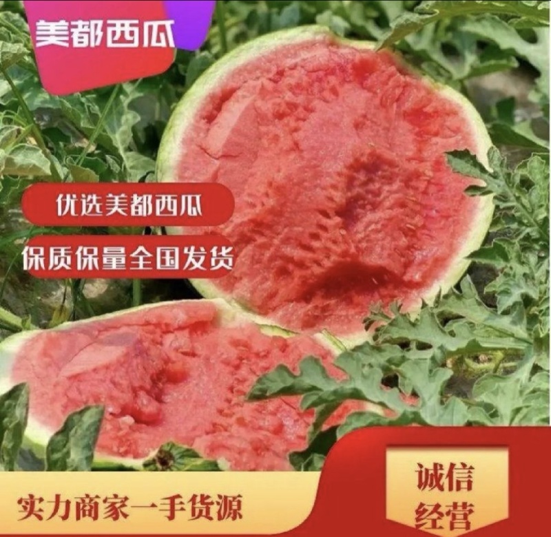 麒麟无籽美都上市大量供货诚信经营全国发货