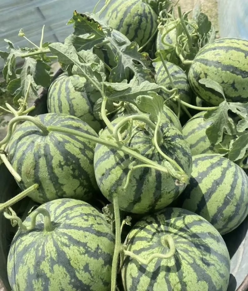 麒麟无籽美都上市大量供货诚信经营全国发货