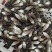 黑皮鸡枞菌菇
