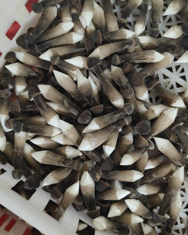 黑皮鸡枞菌菇