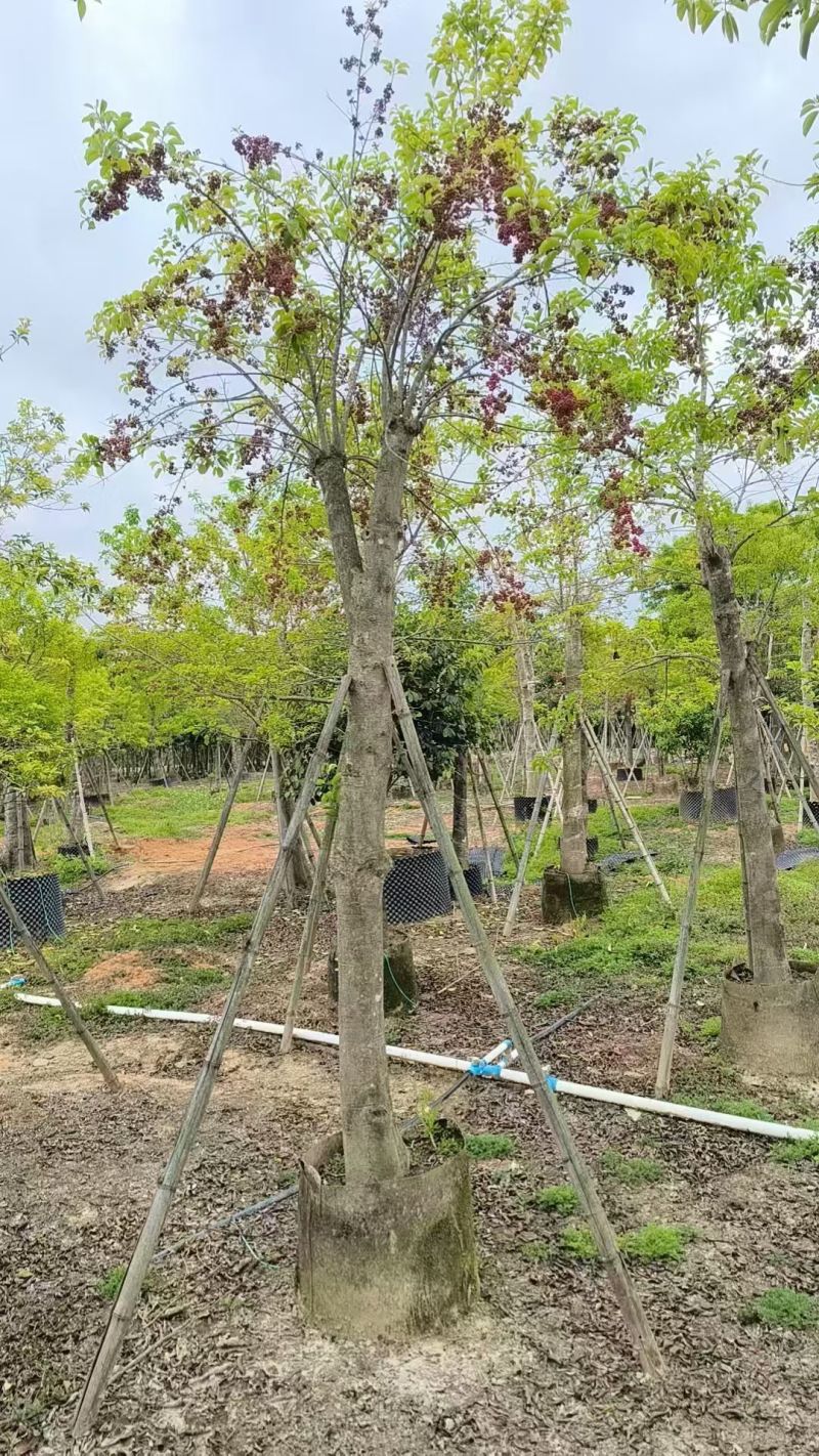 铁冬青，10-12公分。普宁苗木基地直供