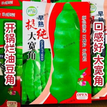 东北油豆角种子大宽角油豆种子无筋无柴架油豆种子荚宽