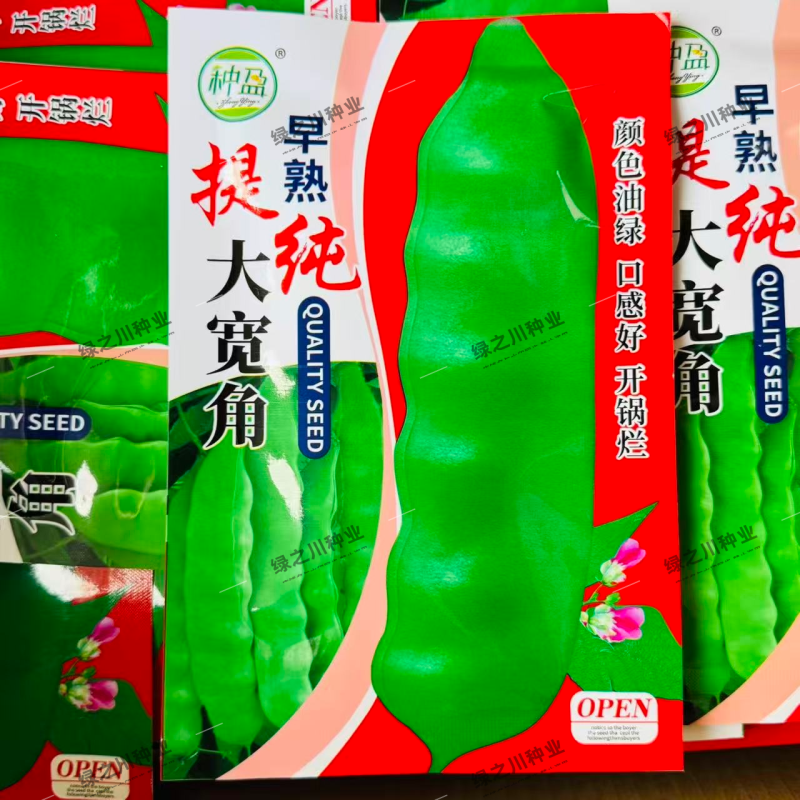 东北油豆角种子大宽角油豆种子无筋无柴架油豆种子荚宽