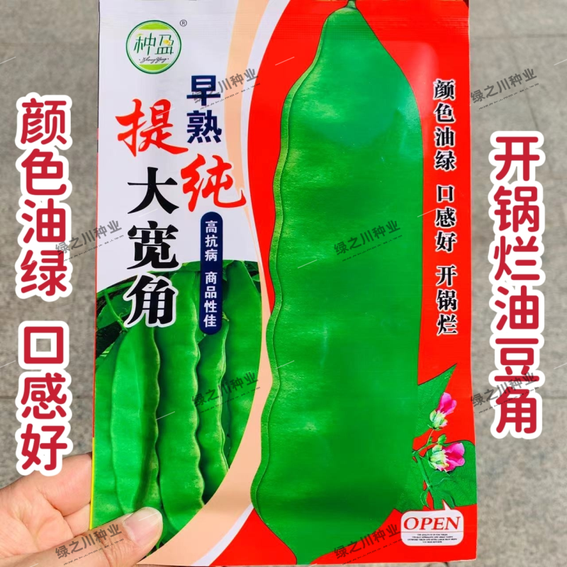 东北油豆角种子大宽角油豆种子无筋无柴架油豆种子荚宽
