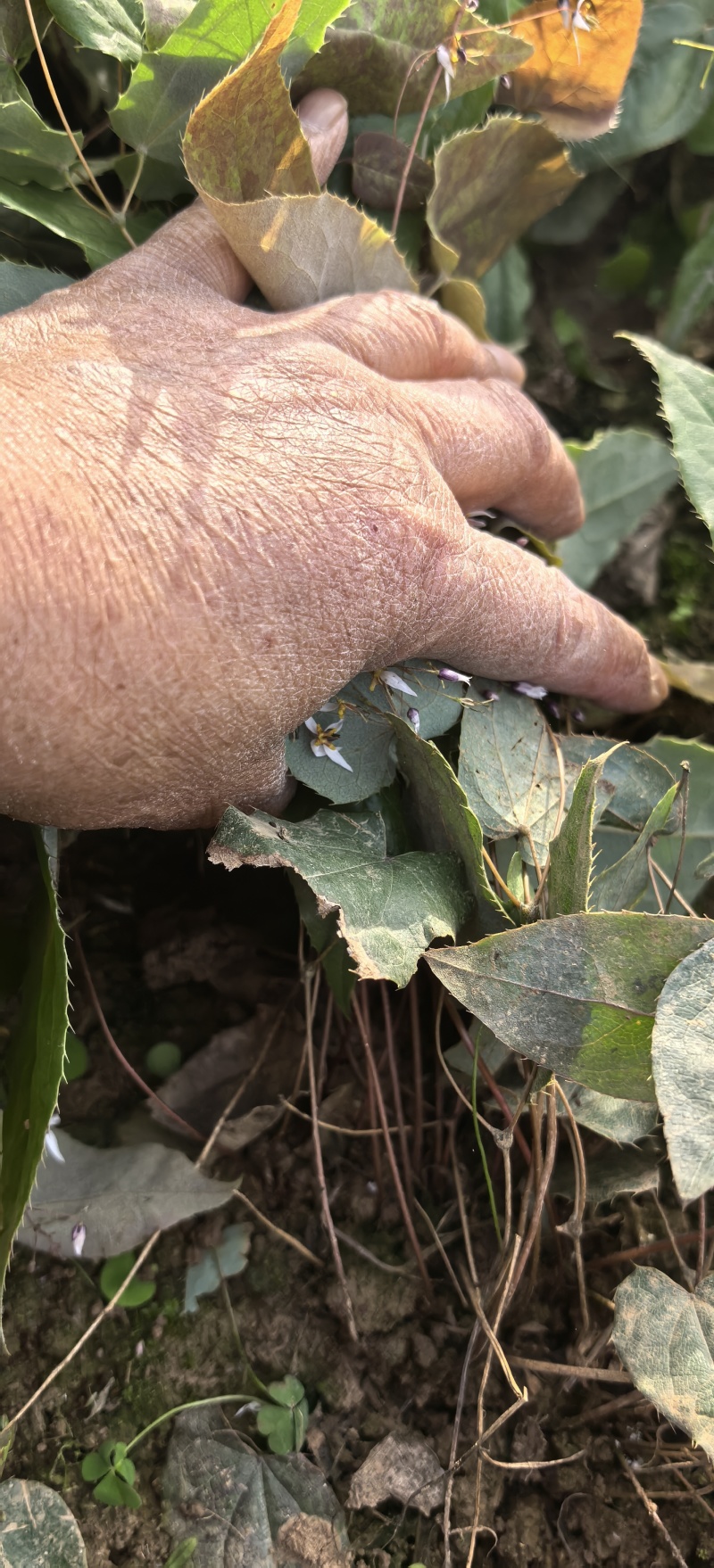 淫羊藿种植基地，批发零售，欢迎定购