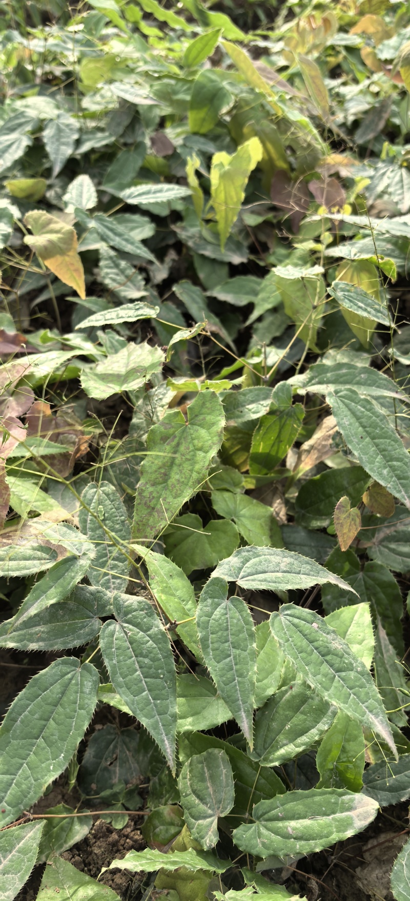 淫羊藿种植基地，批发零售，欢迎定购