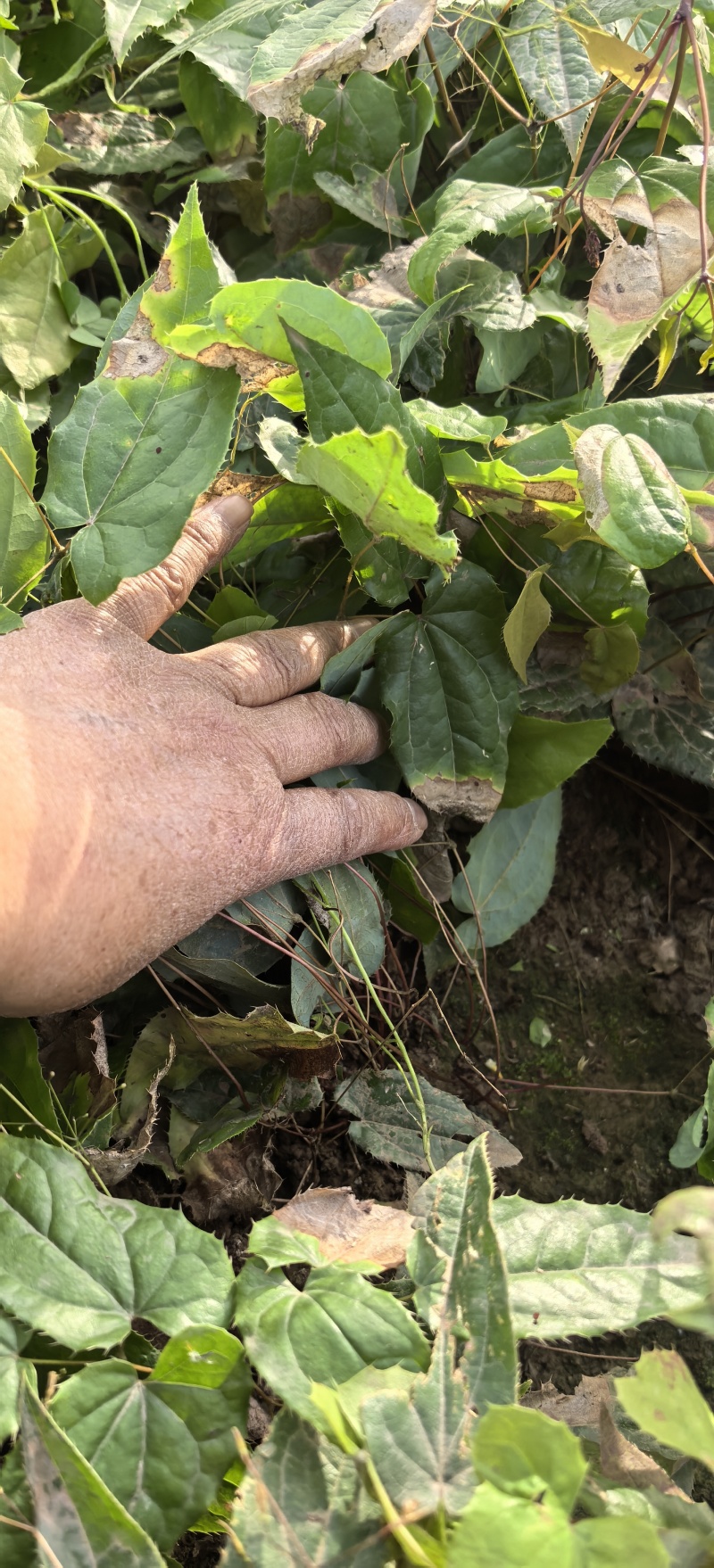淫羊藿种植基地，批发零售，欢迎定购
