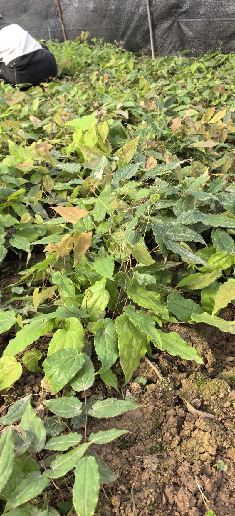 淫羊藿种植基地，批发零售，欢迎定购