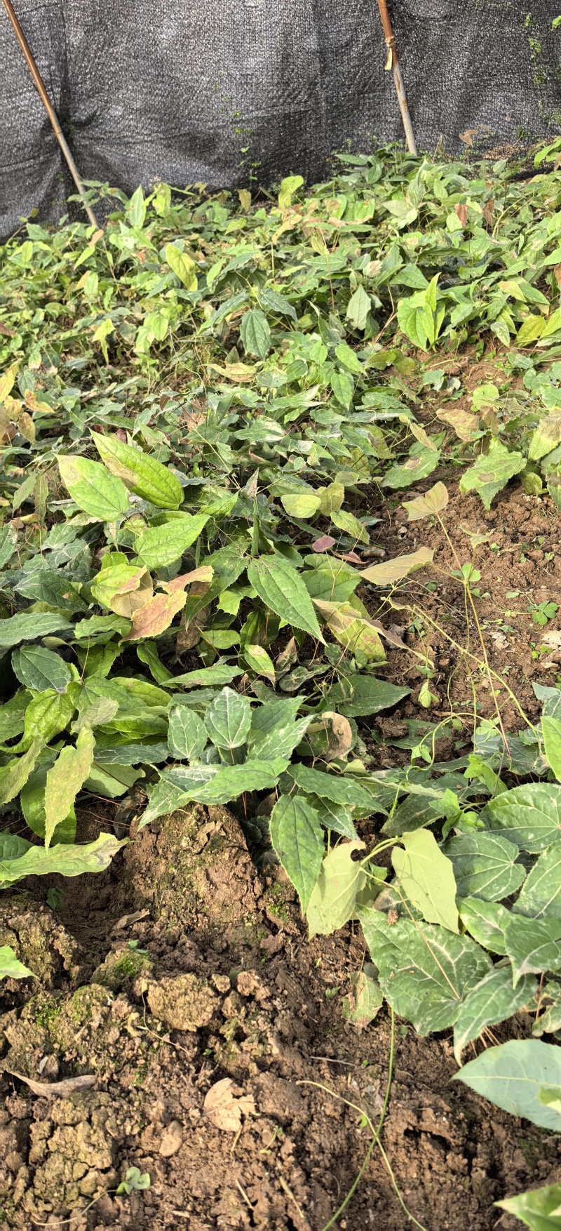 淫羊藿种植基地，批发零售，欢迎定购