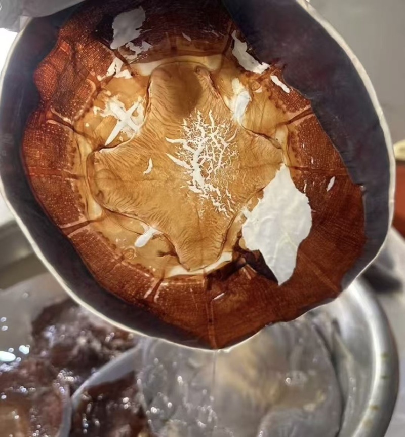 正宗舟山海哲皮三矾工艺岱西两头洞