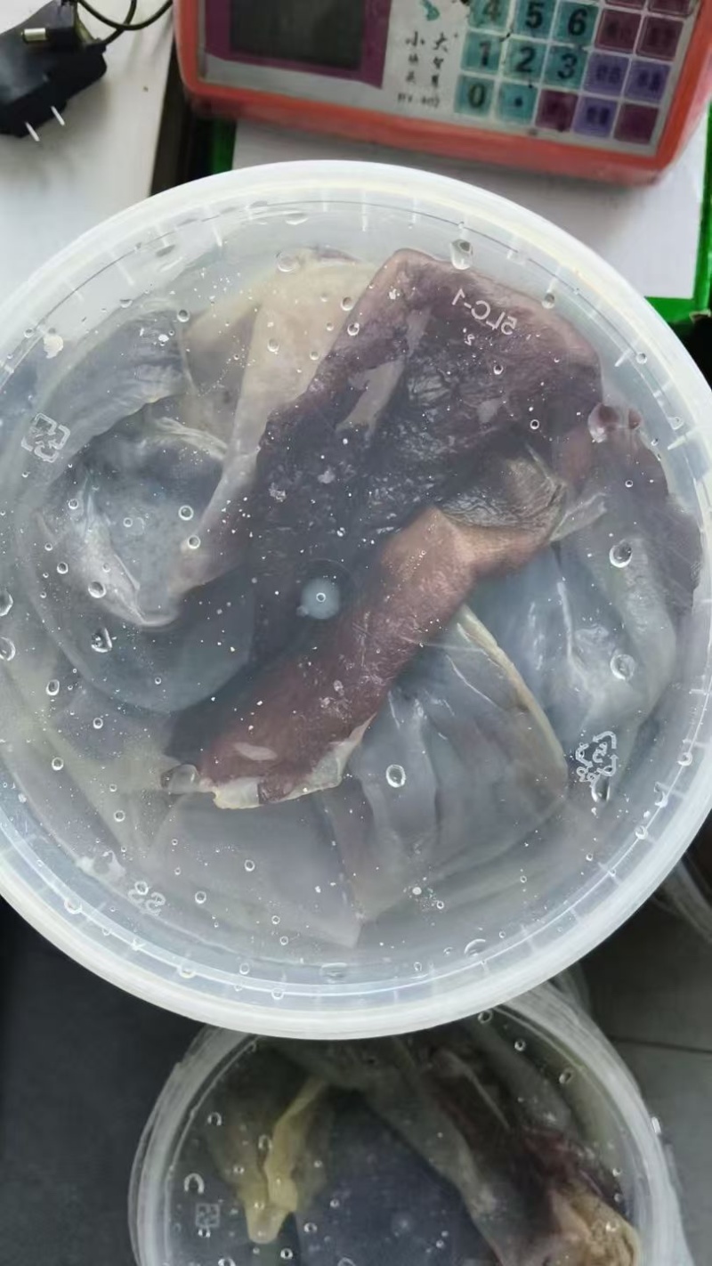 正宗舟山海哲皮三矾工艺岱西两头洞