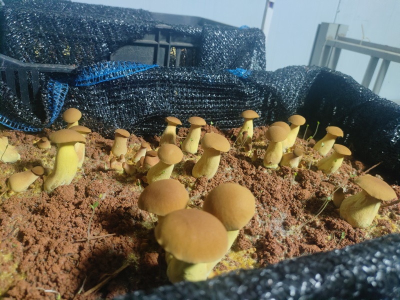 黄牛肝菌