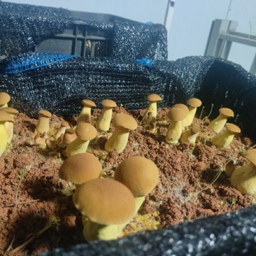 黄牛肝菌