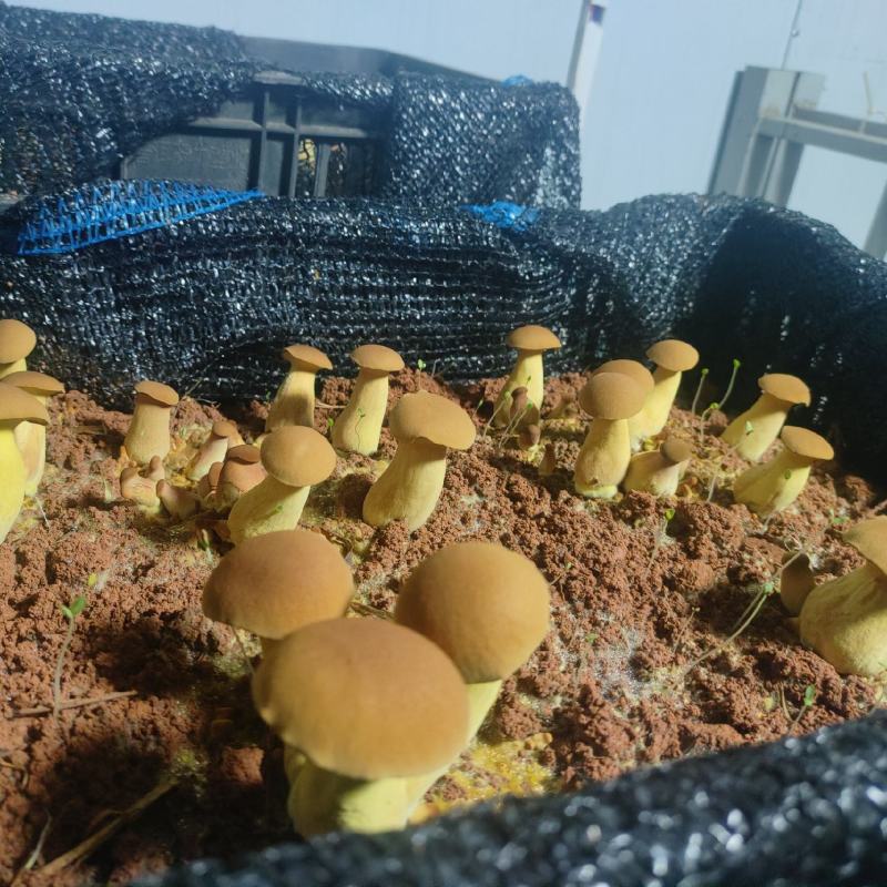 黄牛肝菌