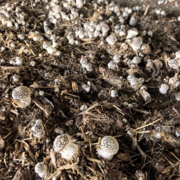 等外菇赤松茸，便宜处理