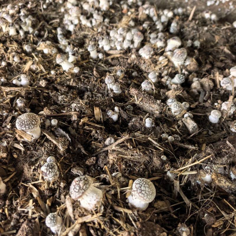 等外菇赤松茸，便宜处理