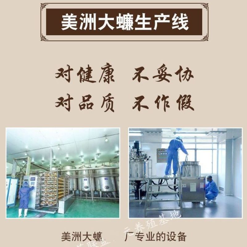 美洲大蠊代客磨粉脱脂精粉