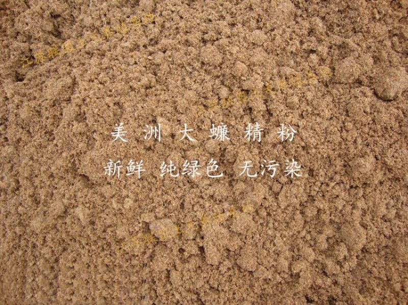 美洲大蠊代客磨粉脱脂精粉