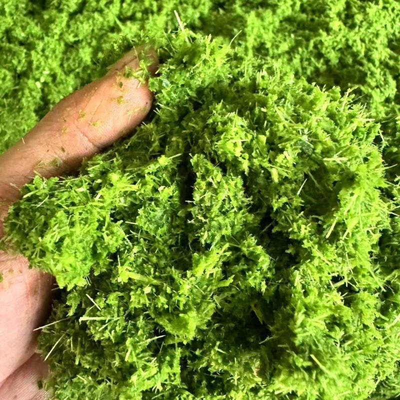 精品草粉，喂猪鸡鸭鹅鱼饲料，大量现货保质保量，可全国供应