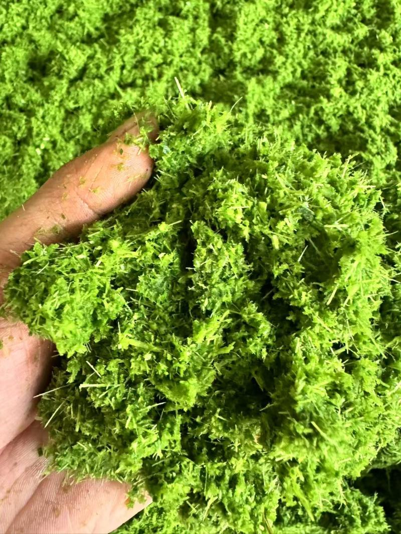 精品草粉，喂猪鸡鸭鹅鱼饲料，大量现货保质保量，可全国供应