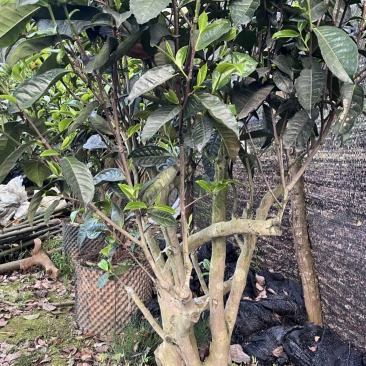 古树茶苗批发大叶种茶苗自家基地普洱茶苗批发零售大量现货的