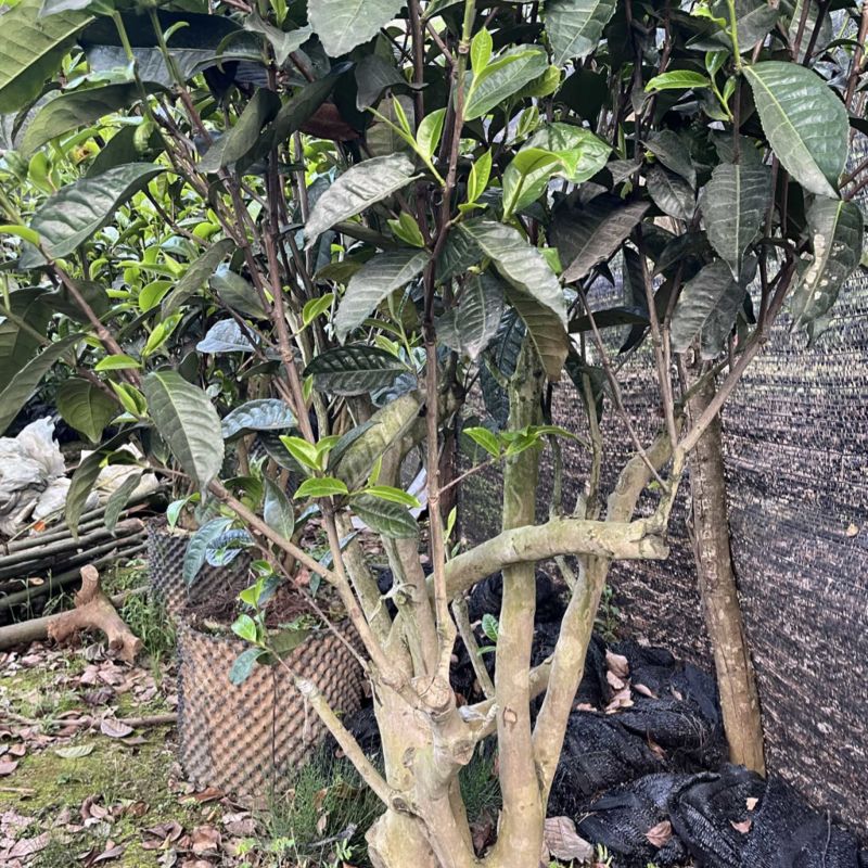 古树茶苗批发大叶种茶苗自家基地普洱茶苗批发零售大量现货的