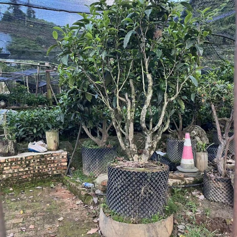 古树茶苗批发大叶种茶苗自家基地普洱茶苗批发零售大量现货的