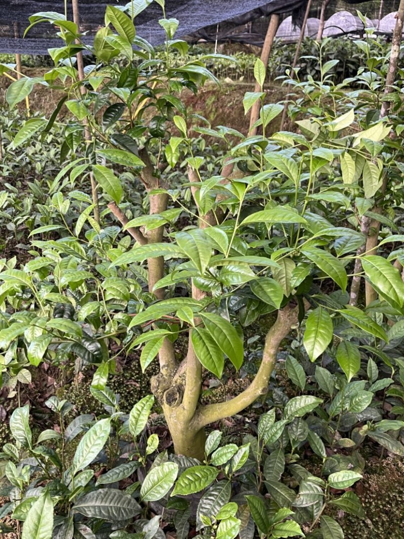 古树茶苗批发大叶种茶苗自家基地普洱茶苗批发零售大量现货的