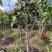 古树茶苗批发大叶种茶苗自家基地普洱茶苗批发零售大量现货的