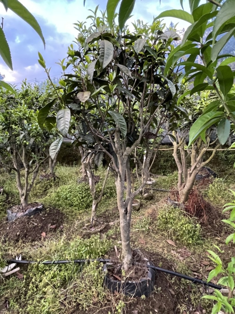 古树茶苗批发大叶种茶苗自家基地普洱茶苗批发零售大量现货的