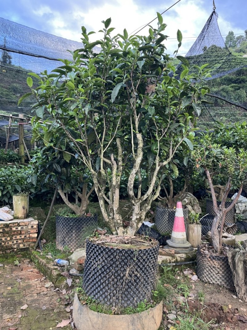 古树茶苗批发大叶种茶苗自家基地普洱茶苗批发零售大量现货的