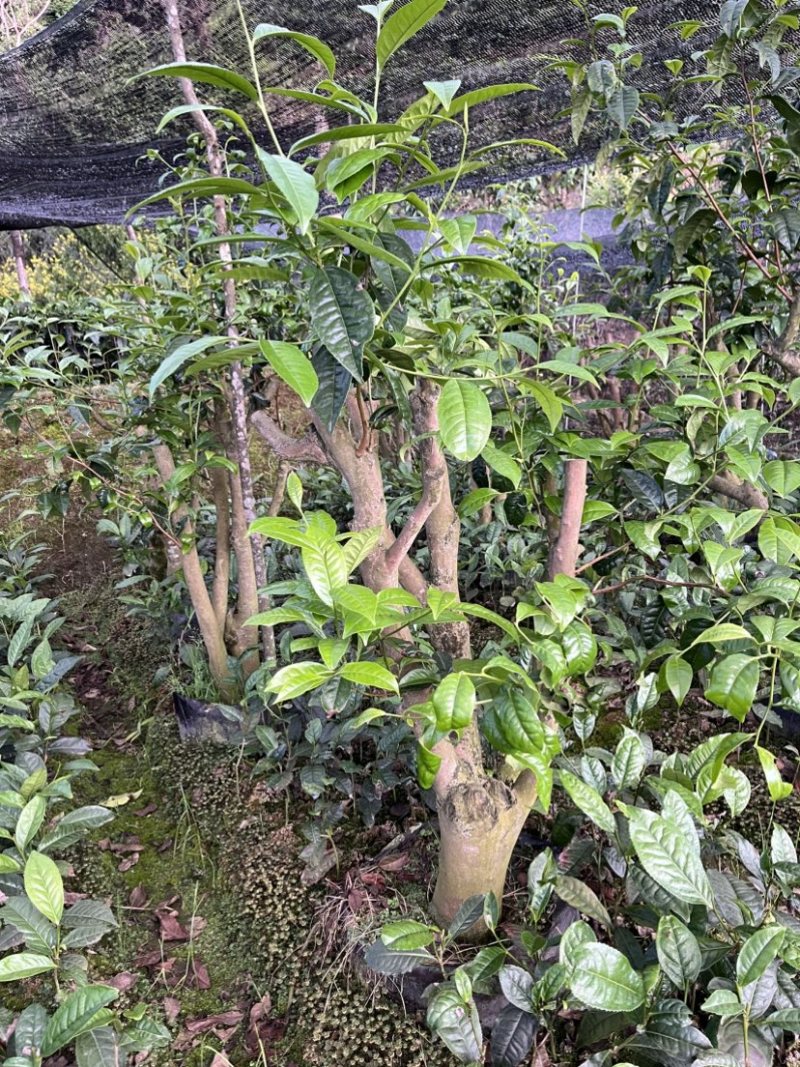 古树茶苗批发大叶种茶苗自家基地普洱茶苗批发零售大量现货的