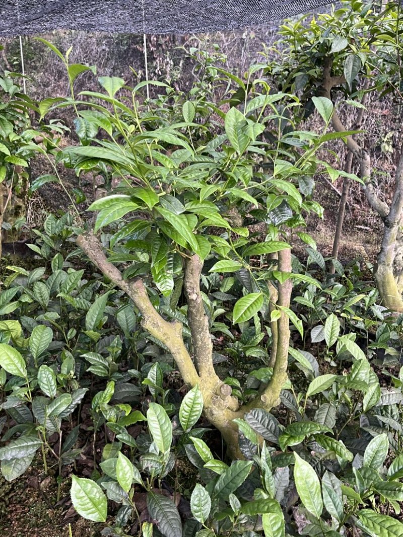 古树茶苗批发大叶种茶苗自家基地普洱茶苗批发零售大量现货的